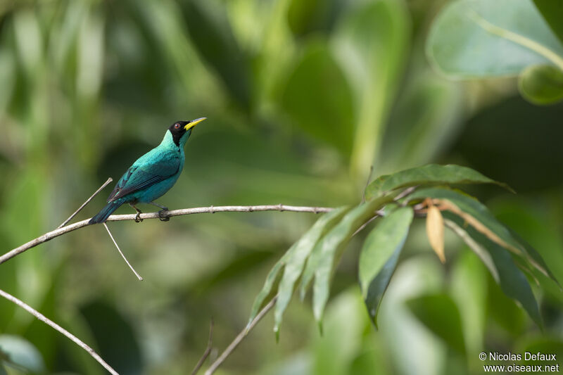 Green Honeycreeper male