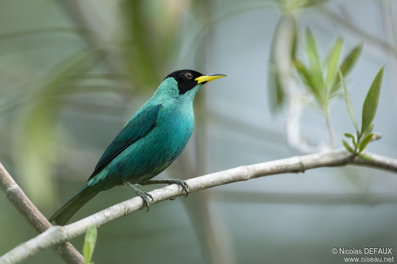 Green Honeycreeper male, close-up portrait