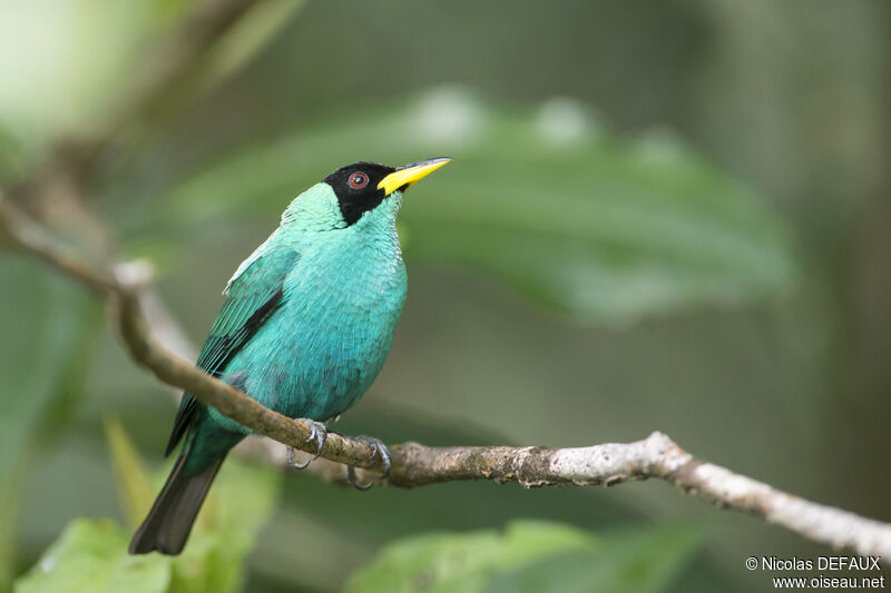 Green Honeycreeper male adult, close-up portrait