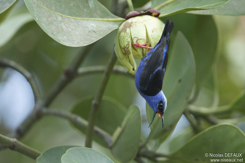 Red-legged Honeycreeper male