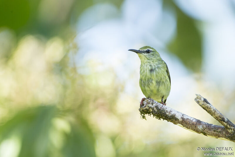 Red-legged Honeycreeper female, close-up portrait