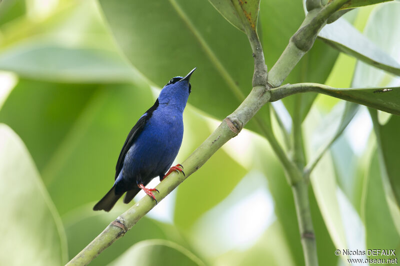 Red-legged Honeycreeper male adult