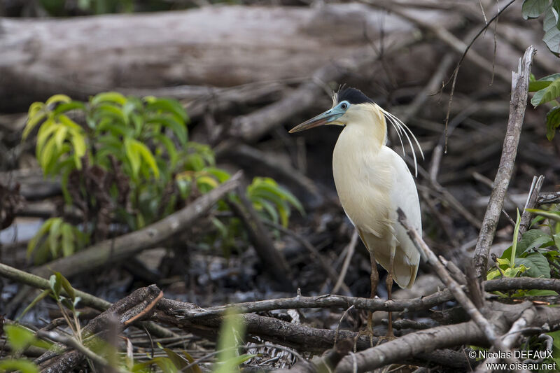 Capped Heron