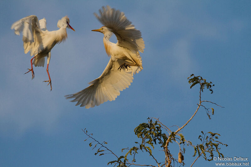 Western Cattle Egret, Behaviour