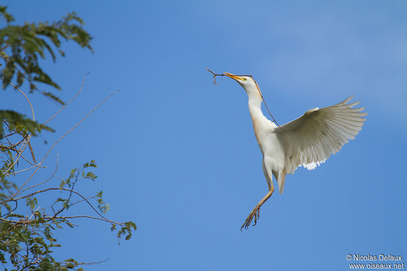 Western Cattle Egret, Flight, Reproduction-nesting