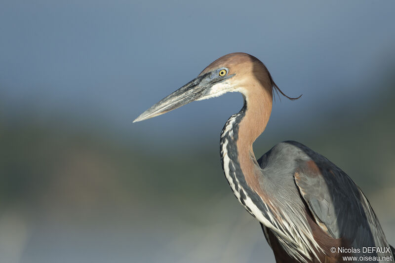 Héron goliath, portrait