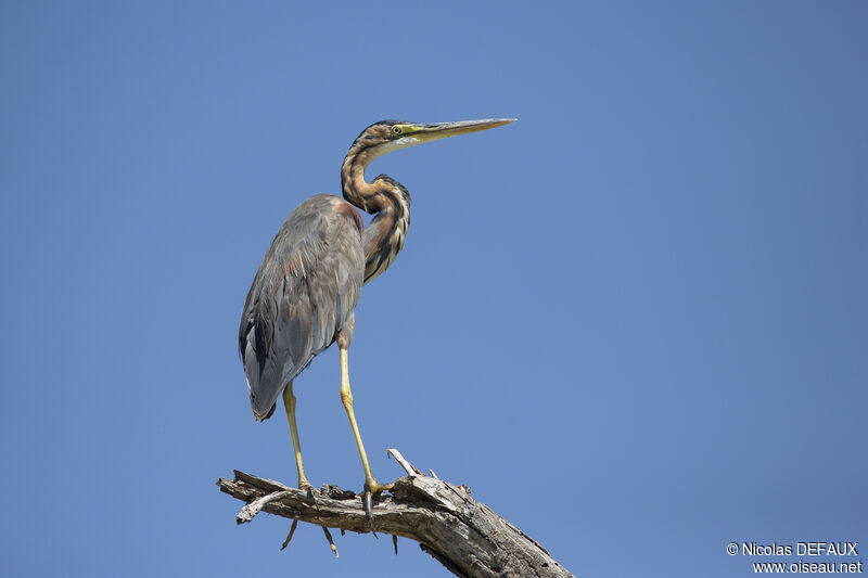 Purple Heron, close-up portrait