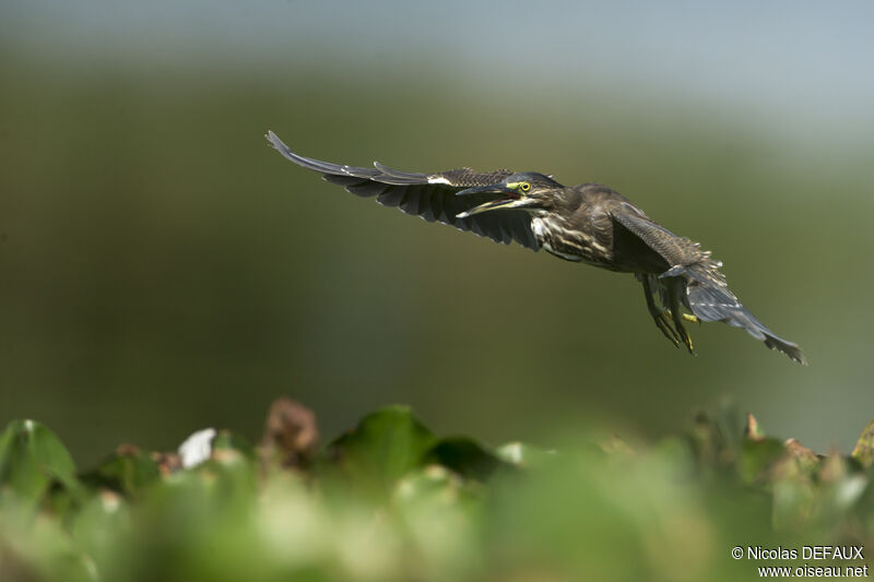 Striated Heron, Flight