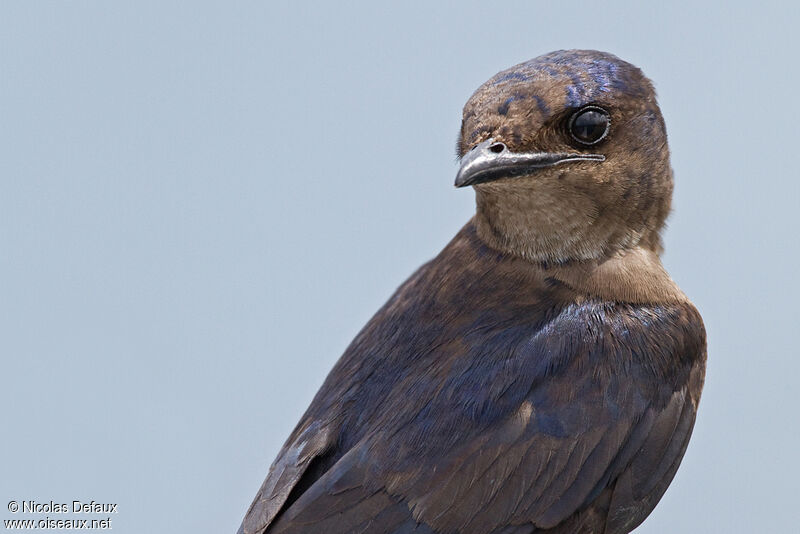 Caribbean Martinjuvenile