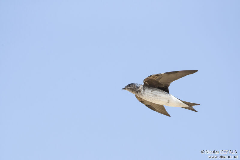 Grey-breasted Martin, Flight