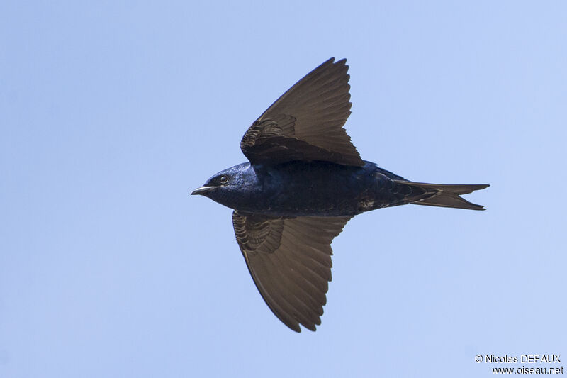 Southern Martin male adult, Flight