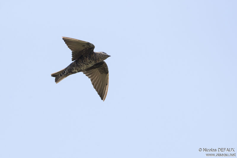 Southern Martin female adult, Flight