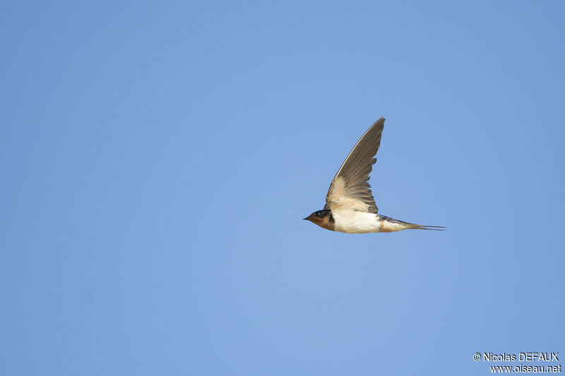 Barn Swallow, Flight