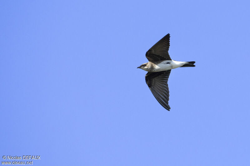 Hirondelle tapère, Vol