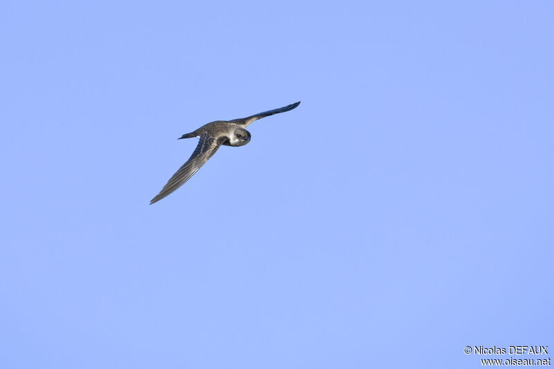 Brown-chested Martin