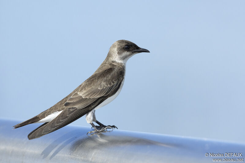 Brown-chested Martin