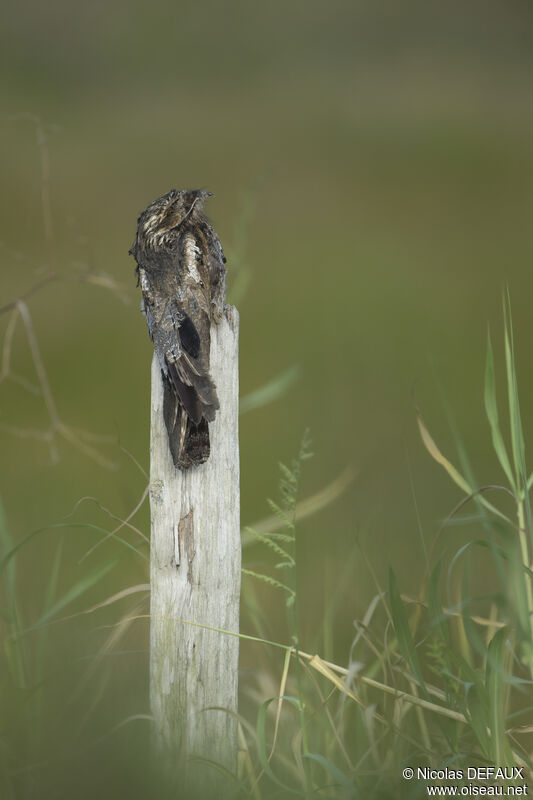 Common Potoo