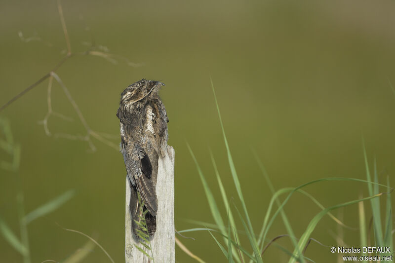 Common Potoo