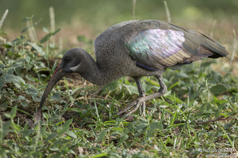 Hadada Ibisadult, close-up portrait, walking, eats