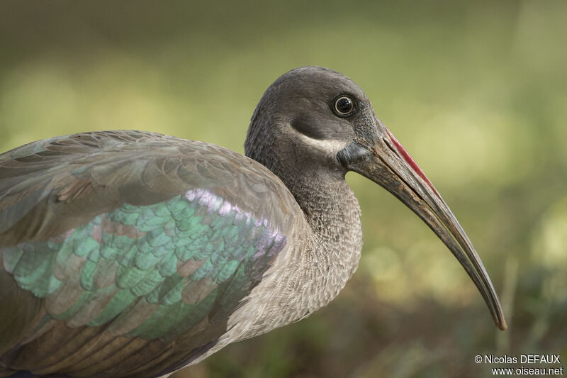 Ibis hagedashadulte, portrait, marche