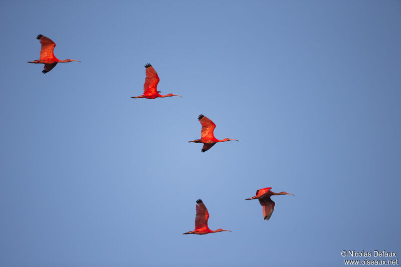 Scarlet Ibis, Flight