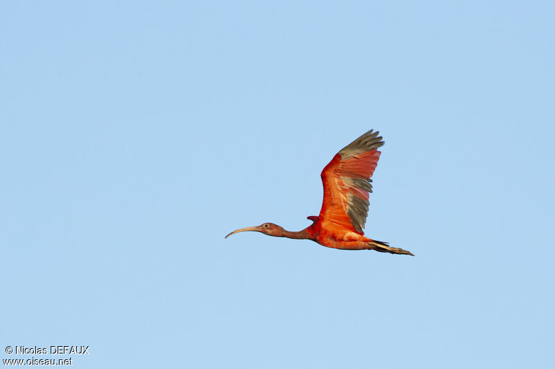 Scarlet Ibis, Flight