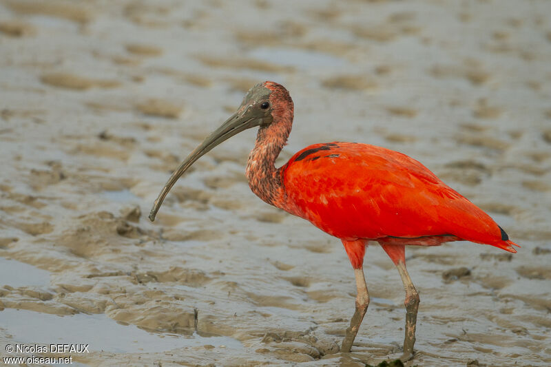 Scarlet Ibis, close-up portrait, eats