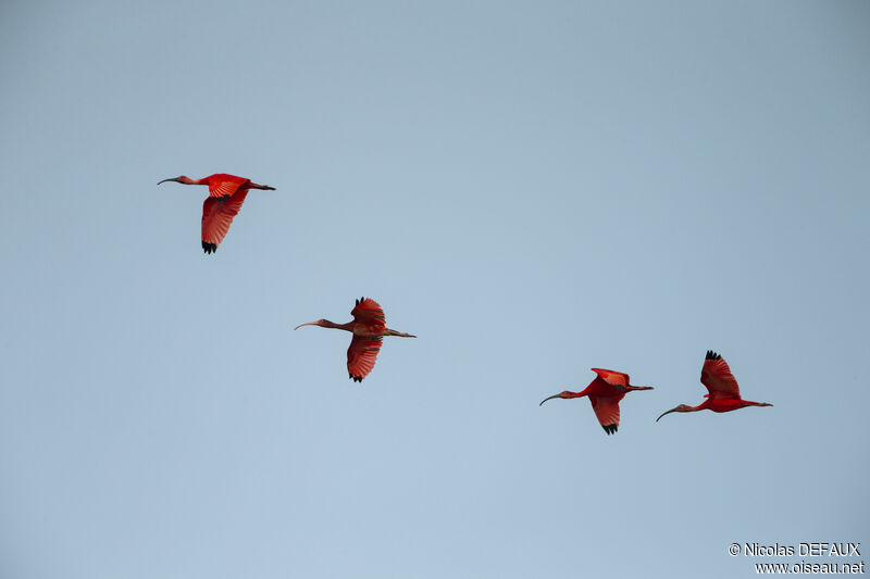 Scarlet Ibis, Flight