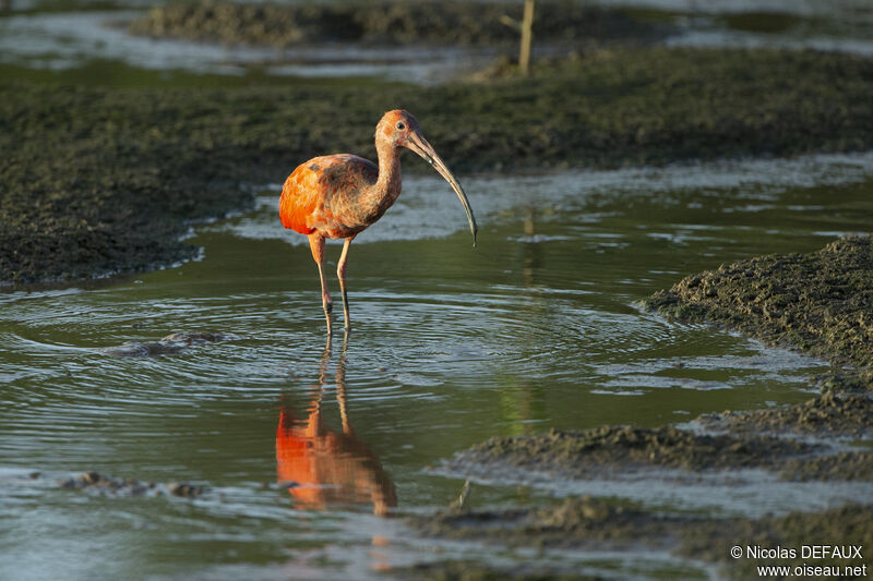 Scarlet Ibis, close-up portrait, eats