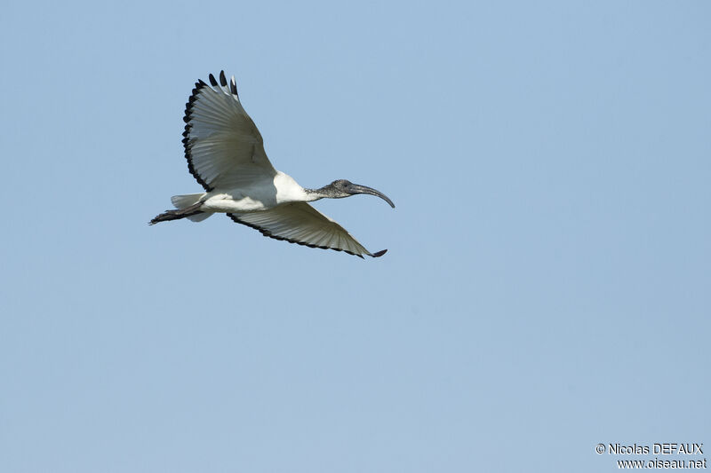 African Sacred Ibis, Flight