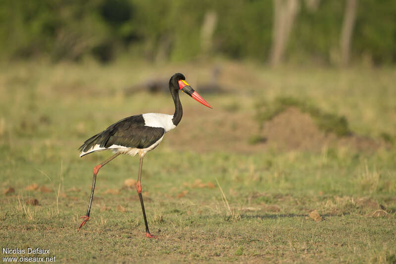 Saddle-billed Stork male adult, identification