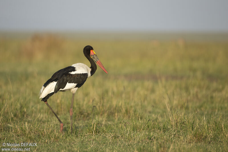 Jabiru d'Afrique mâle adulte, marche