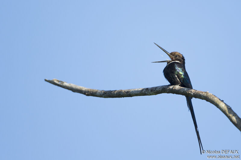 Jacamar à longue queue