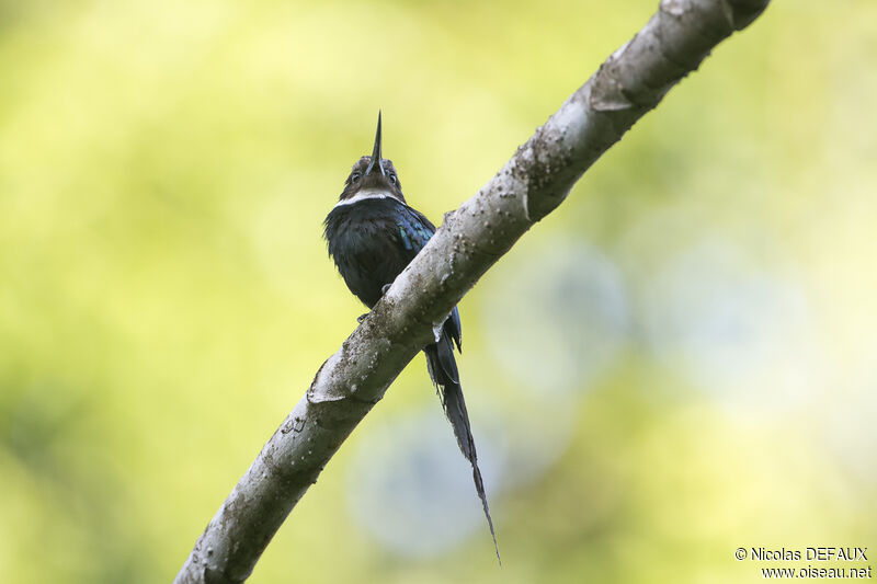 Jacamar à longue queue