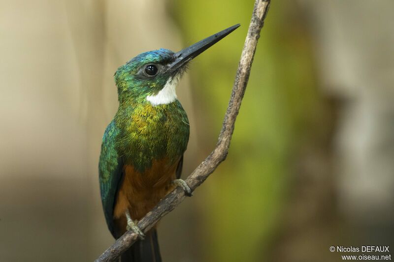 Green-tailed Jacamar male adult, close-up portrait