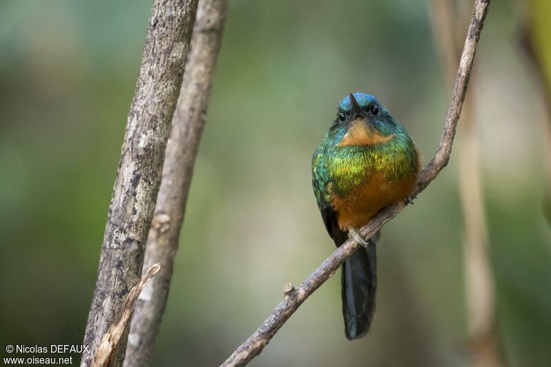 Jacamar vert femelle adulte