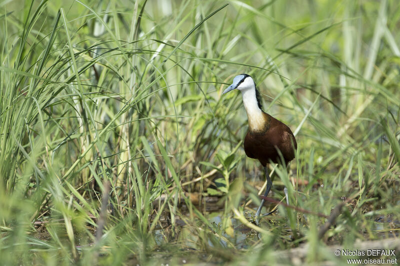 Jacana à poitrine dorée, portrait, pêche/chasse