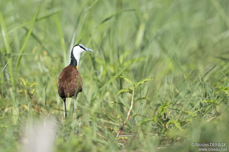 African Jacana, close-up portrait