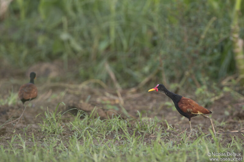 Wattled Jacana