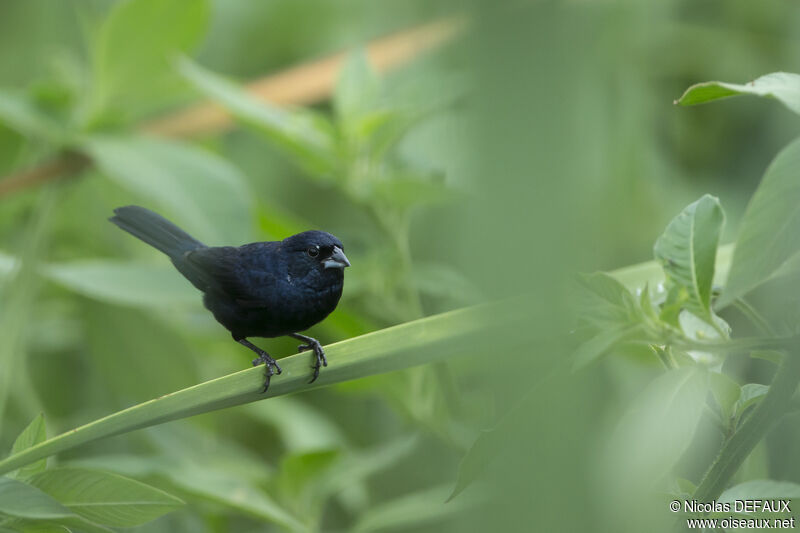 Blue-black Grassquit male