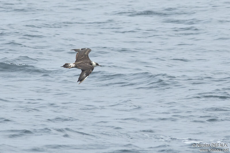 Parasitic Jaegeradult, Flight