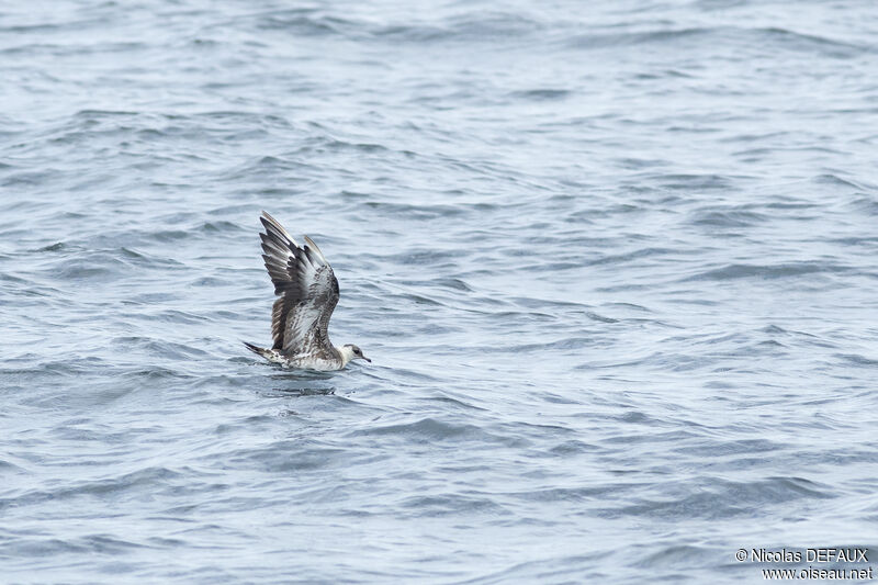 Parasitic Jaegeradult