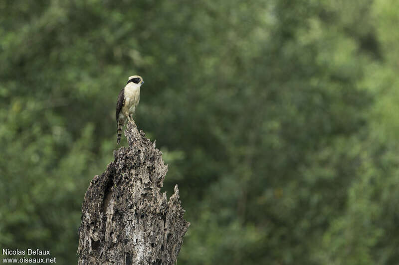 Laughing Falcon, fishing/hunting