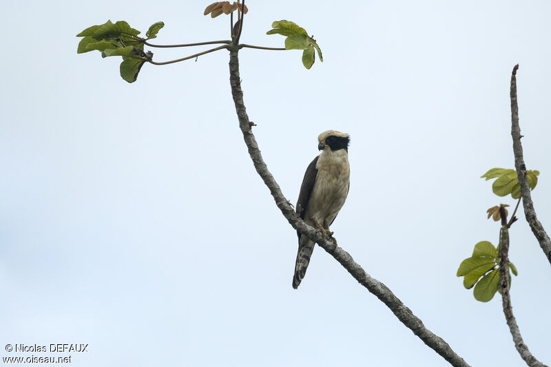 Macagua rieuradulte, portrait