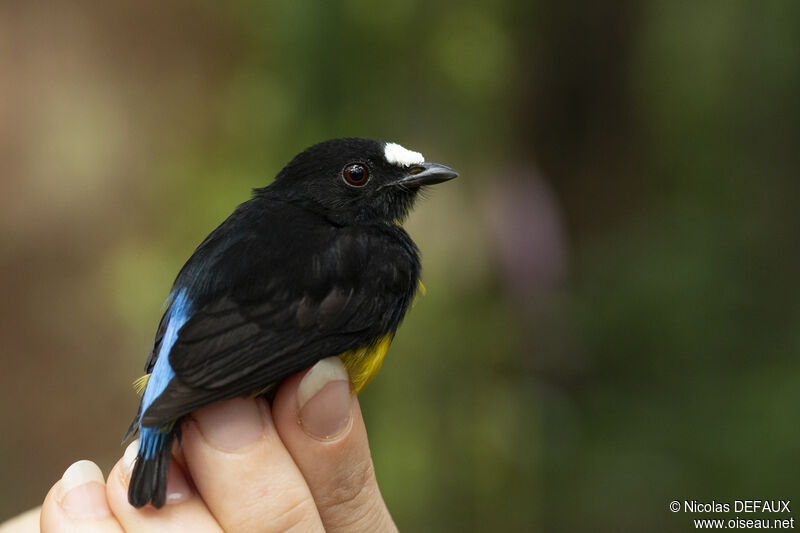 White-fronted Manakin male adult, close-up portrait