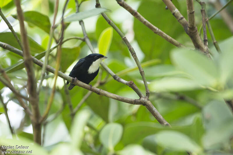 White-throated Manakin male adult, identification