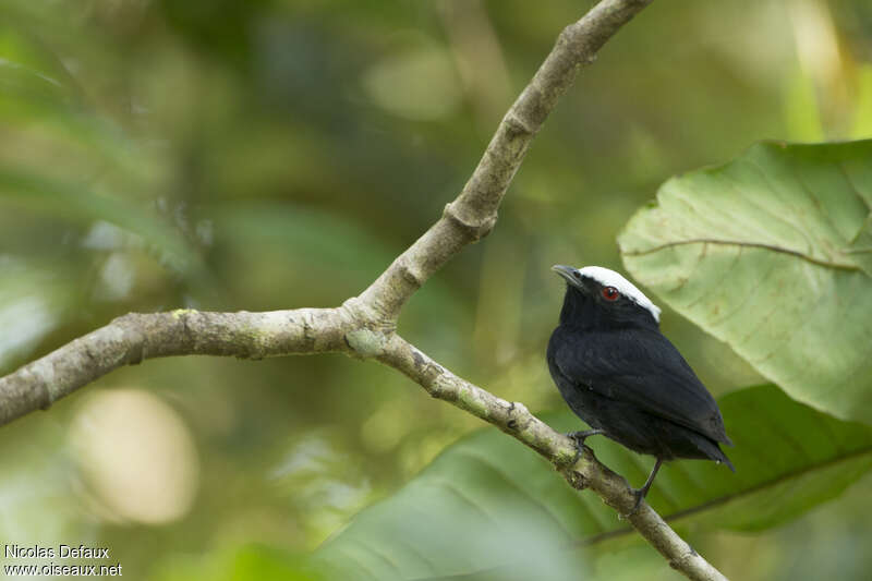 Manakin à tête blanche mâle adulte, identification