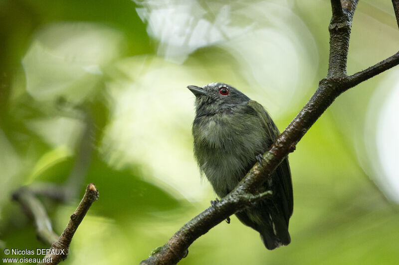 Manakin à tête blanche mâle juvénile