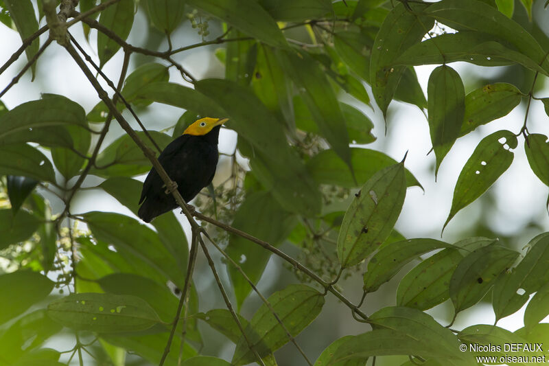 Golden-headed Manakin male