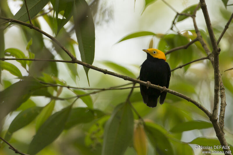 Manakin à tête d'or mâle